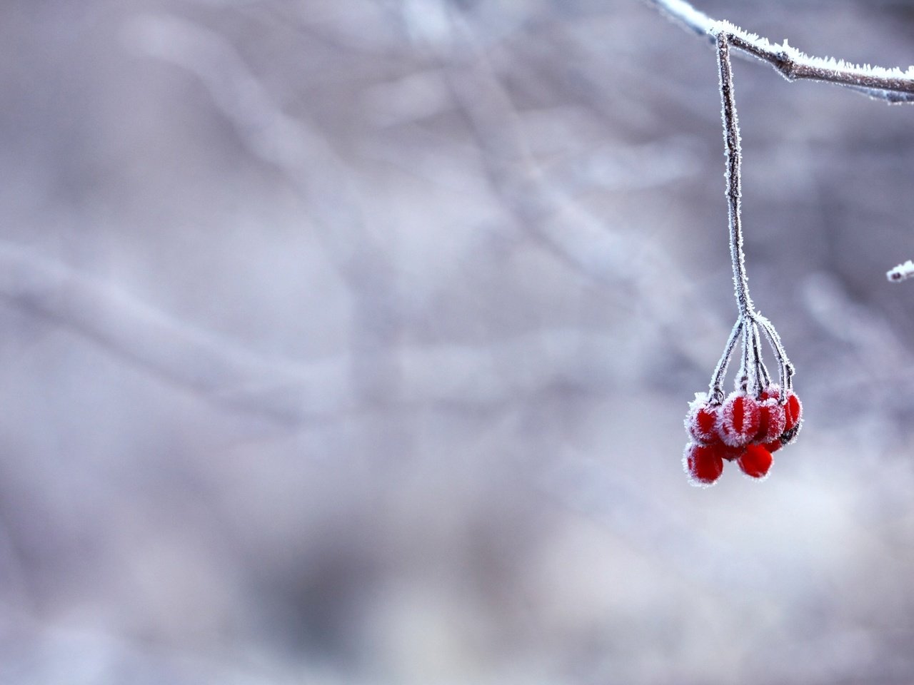 Обои ветка, снег, зима, иней, красные, ягоды, branch, snow, winter, frost, red, berries разрешение 3900x2363 Загрузить