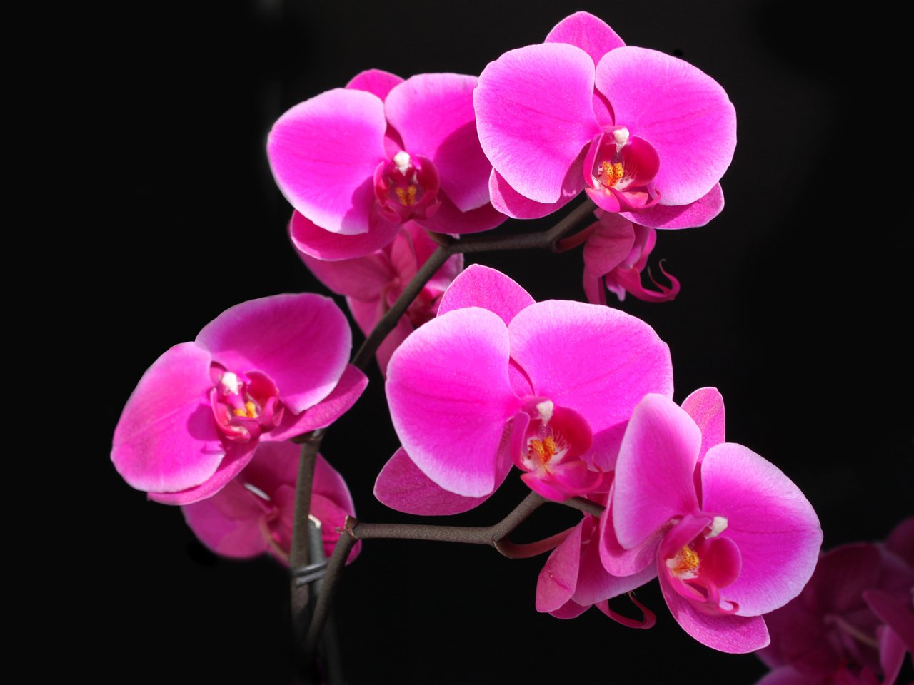 Обои красота, орхидея, фаленопсис, малиновая, beauty, orchid, phalaenopsis, raspberry разрешение 4752x3168 Загрузить