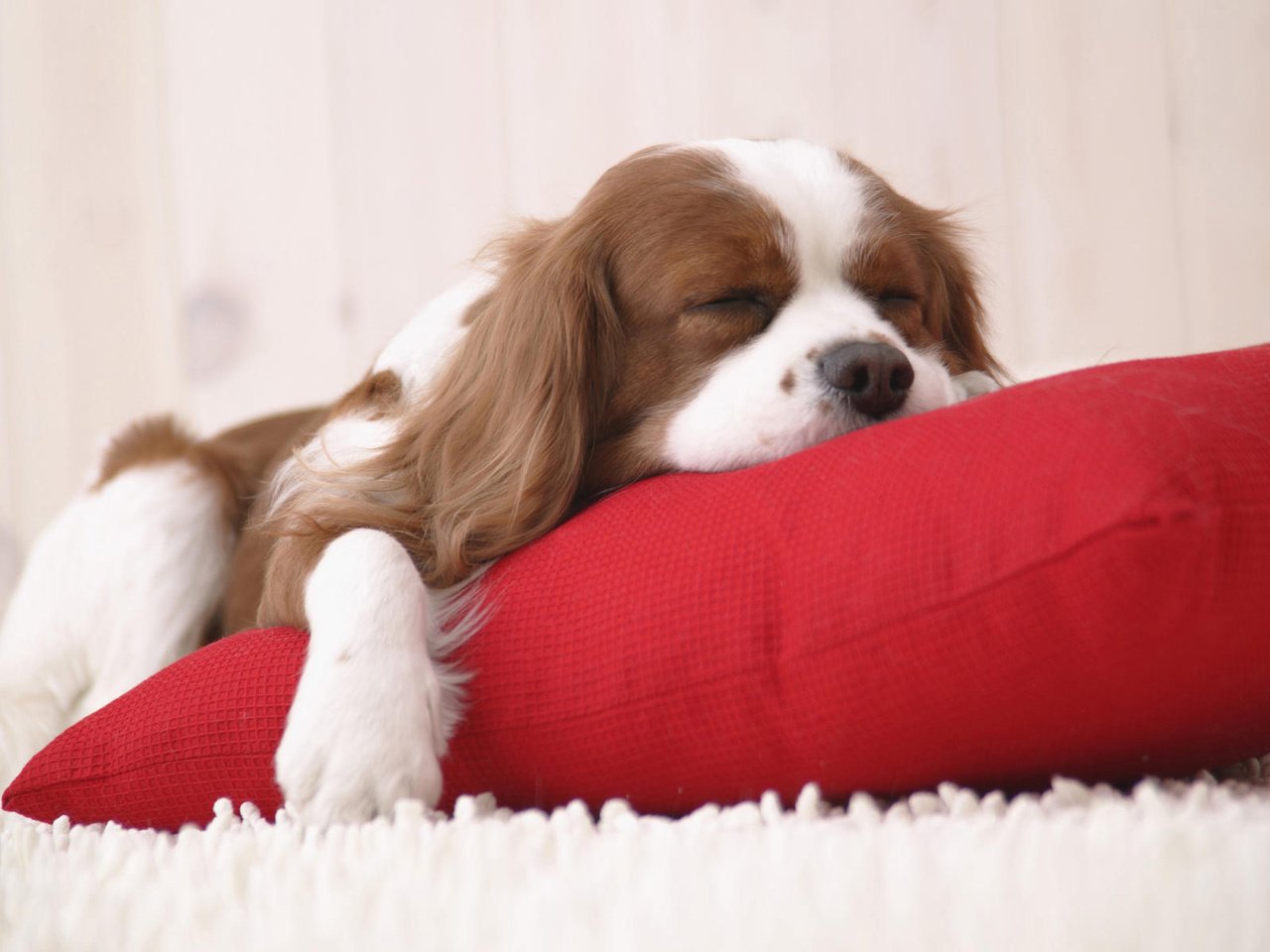 Обои щенок, ковер, подушка, puppy, carpet, pillow разрешение 1920x1200 Загрузить