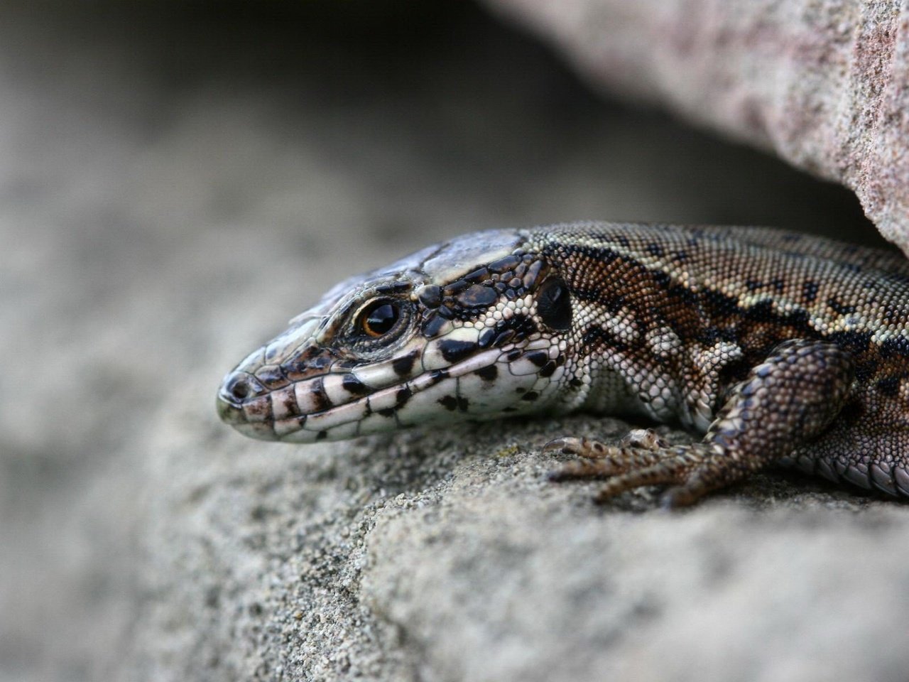 Обои камни, ящерица, рептилия, расщелина, щель, пресмыкающиеся, stones, lizard, reptile, cleft, the gap, reptiles разрешение 1920x1200 Загрузить