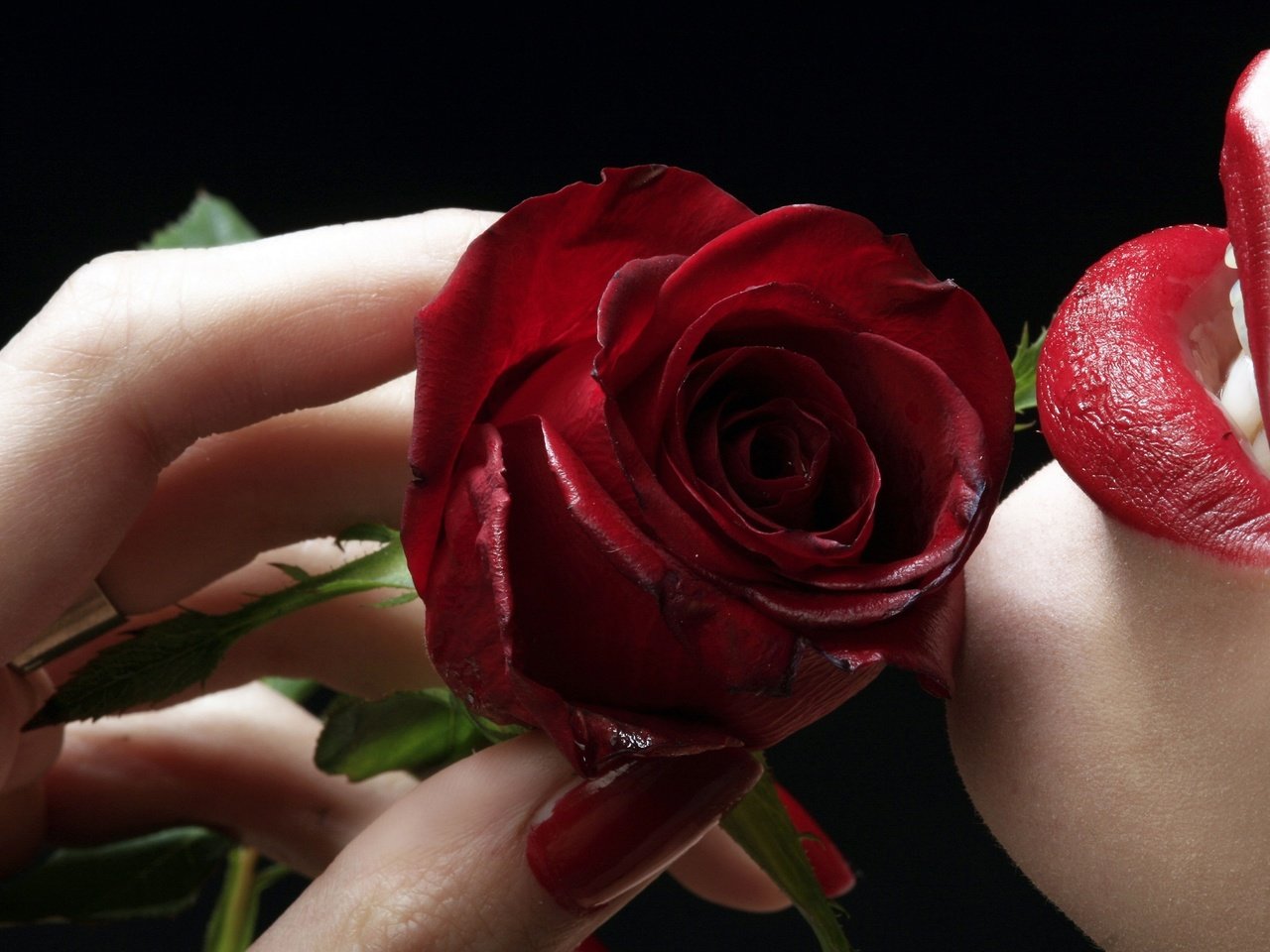 Обои роза, губы, пальцы, rose, lips, fingers разрешение 2560x1600 Загрузить