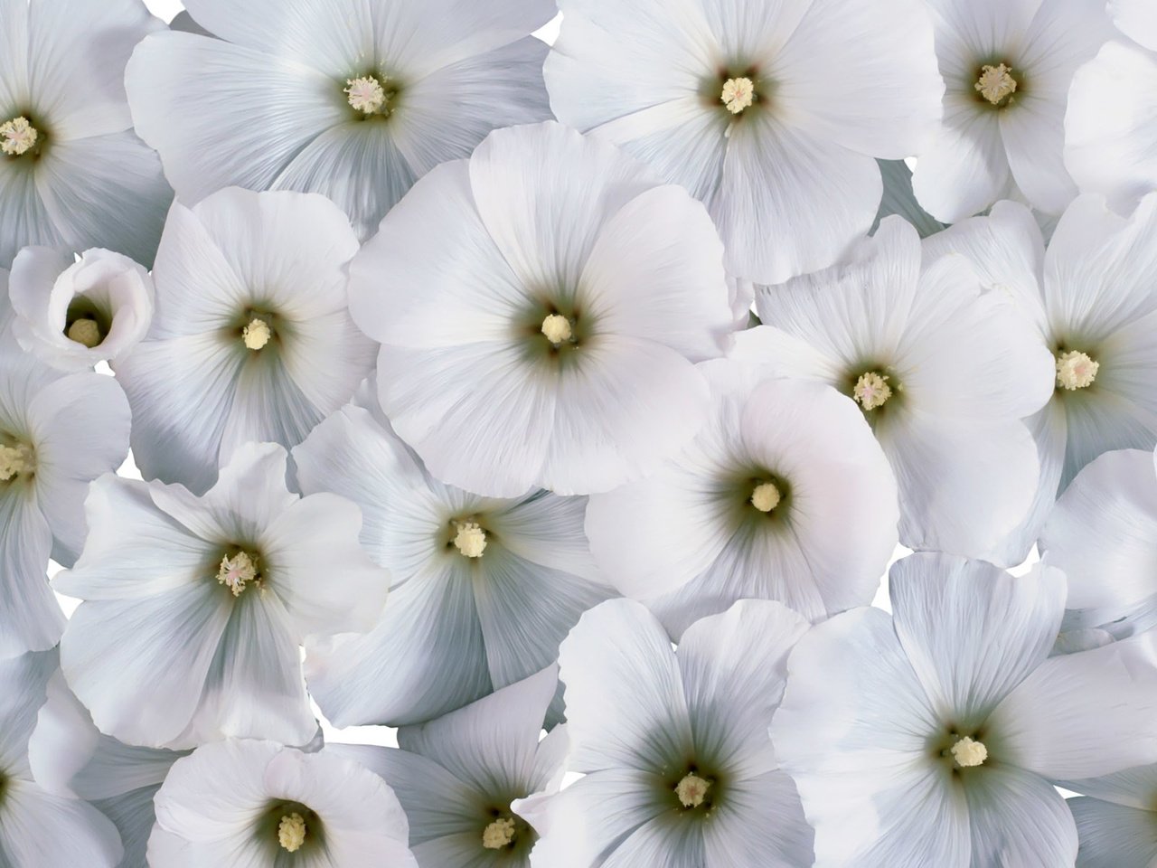 Обои цветы, фон, белые цветы, лаватера, flowers, background, white flowers, lavatera разрешение 1920x1200 Загрузить