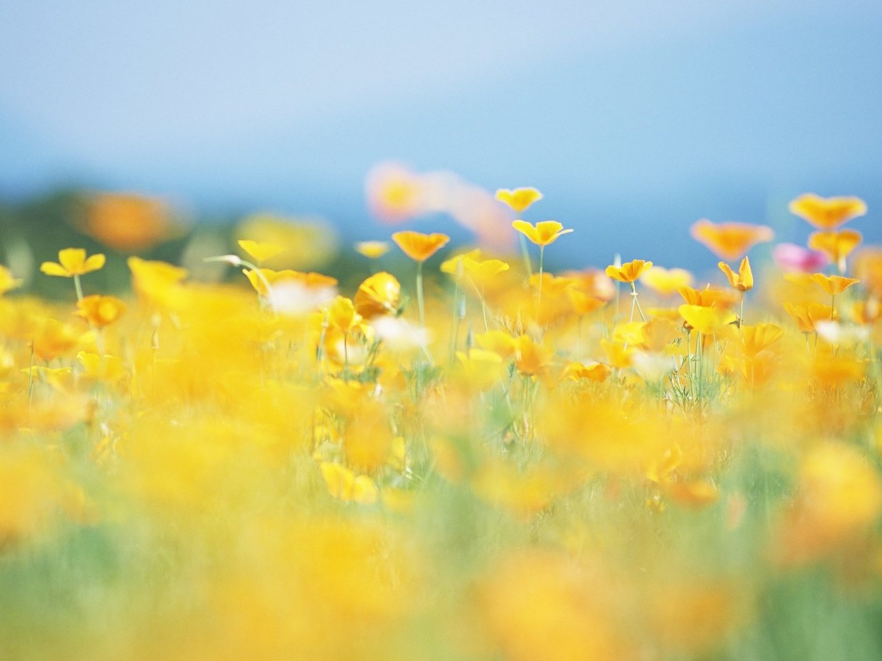 Обои цветы, солнце, природа, лето, размытость, луг, желтые, flowers, the sun, nature, summer, blur, meadow, yellow разрешение 1920x1200 Загрузить