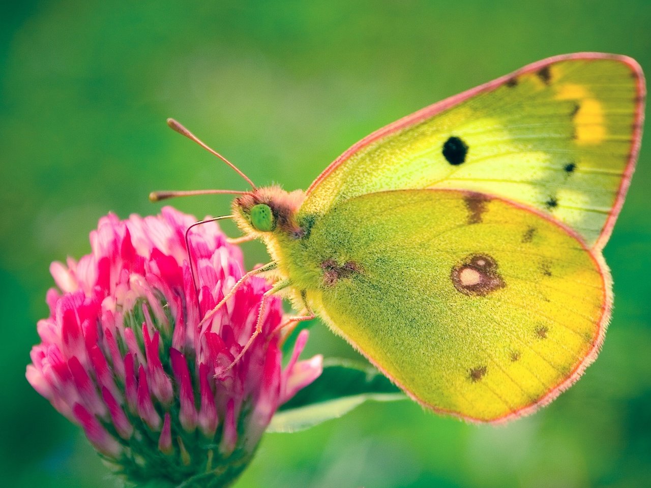 Обои клевер, цветок, бабочка, желтушка луговая, clover, flower, butterfly, european swallowtail разрешение 1920x1200 Загрузить