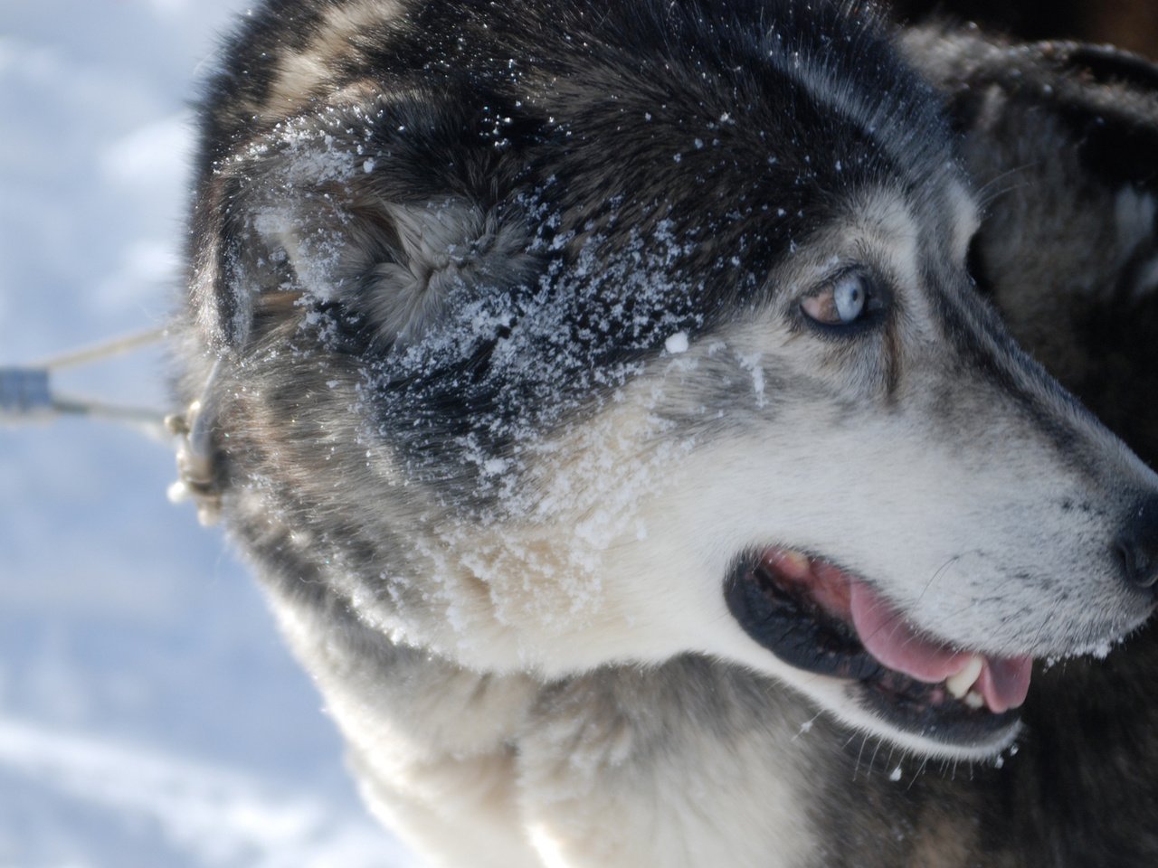 Обои снег, зима, взгляд, собака, хаски, лайка, поводок, сибирский хаски, snow, winter, look, dog, husky, laika, leash, siberian husky разрешение 2560x1600 Загрузить