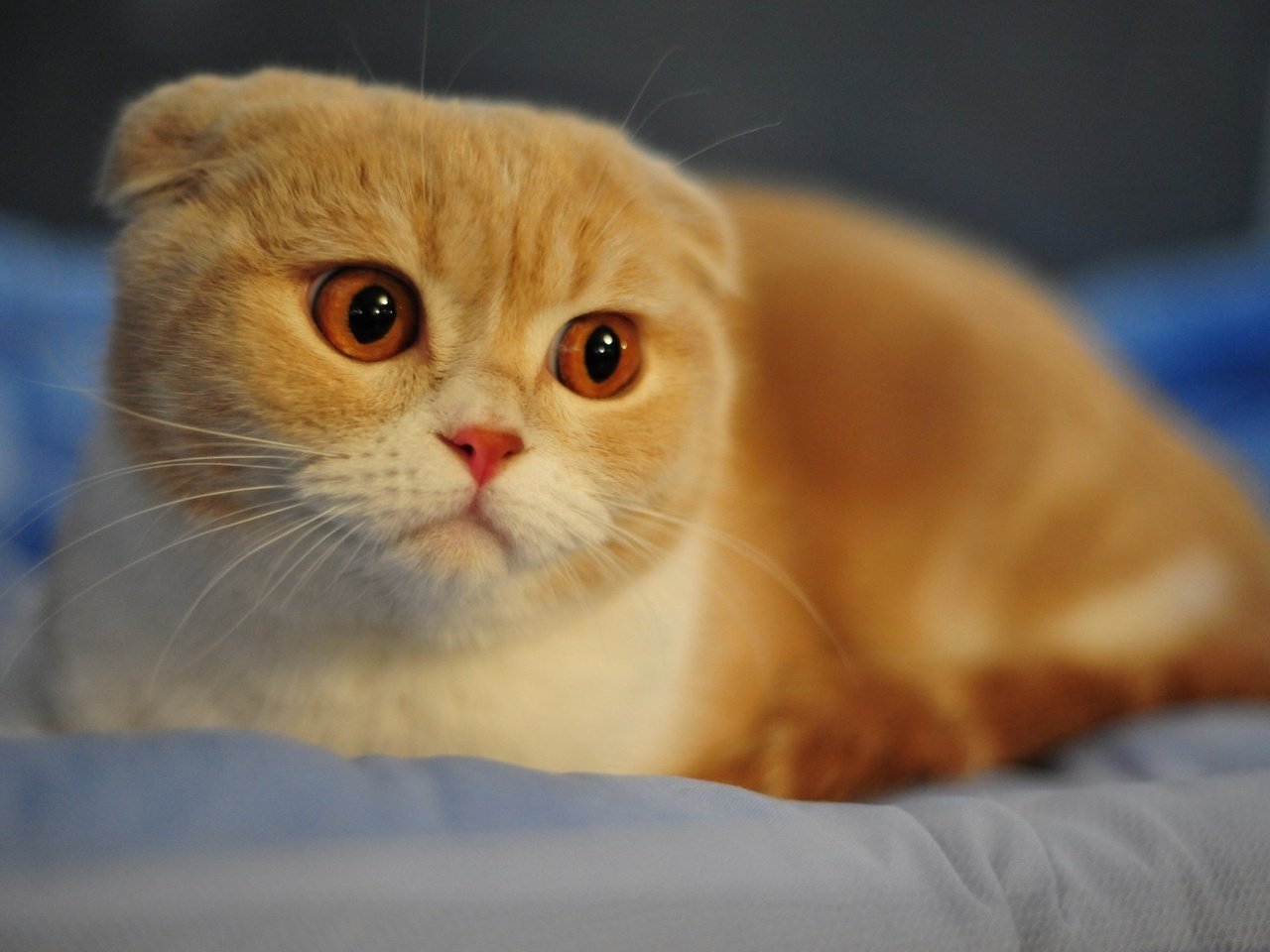 Обои рыжий кот, шотландская вислоухая кошка, red cat, scottish fold cat разрешение 1920x1200 Загрузить