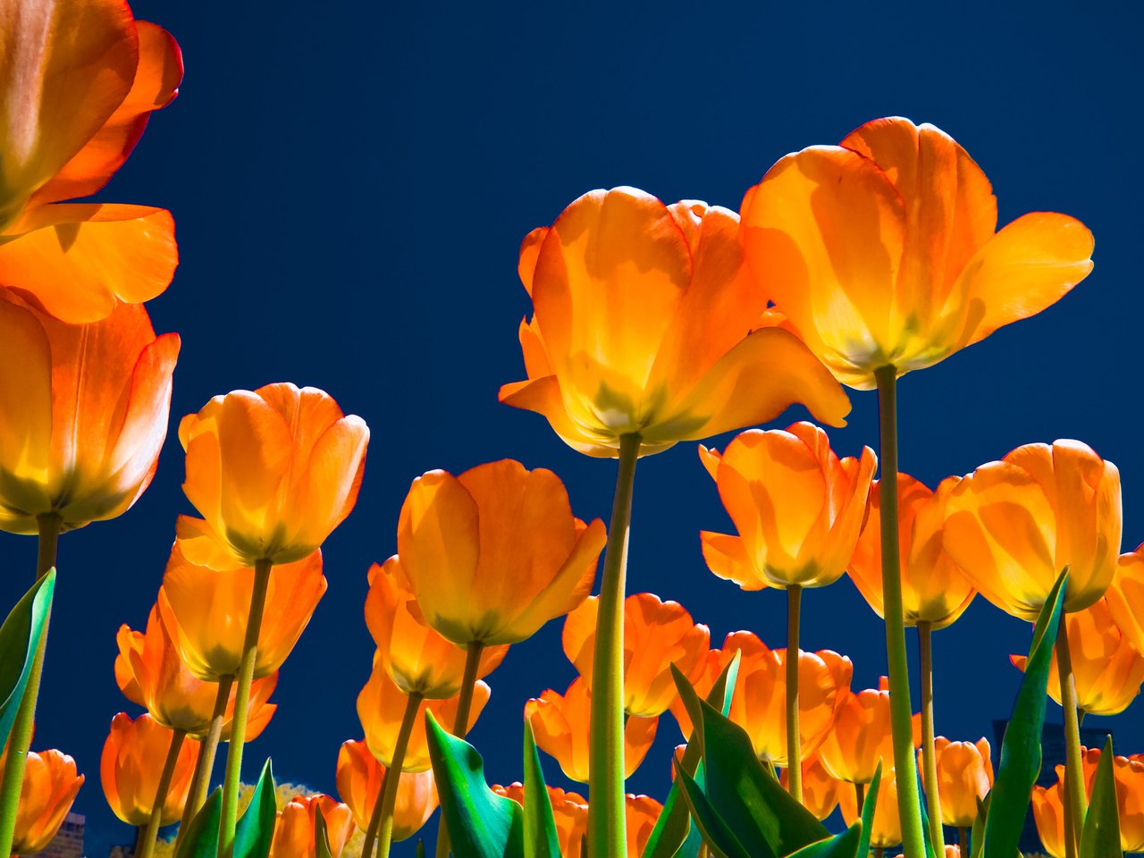 Обои цветы, тюльпаны, ночь., flowers, tulips, night. разрешение 2560x1920 Загрузить