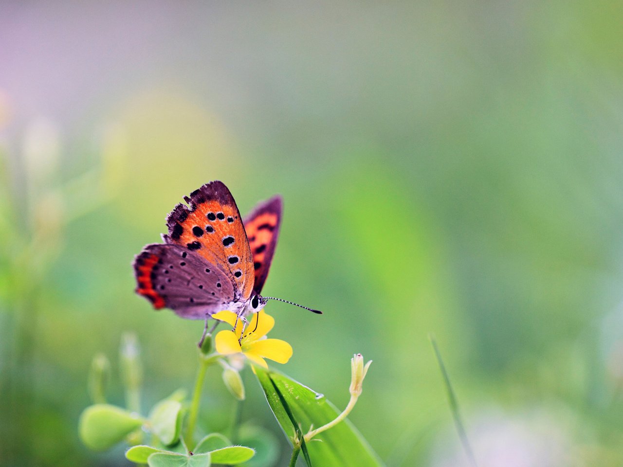 Обои бабочка, butterfly разрешение 1920x1200 Загрузить