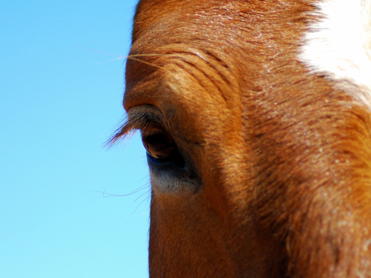 Обои лошадь, конь, крупным планом, horse, closeup разрешение 2560x1600 Загрузить