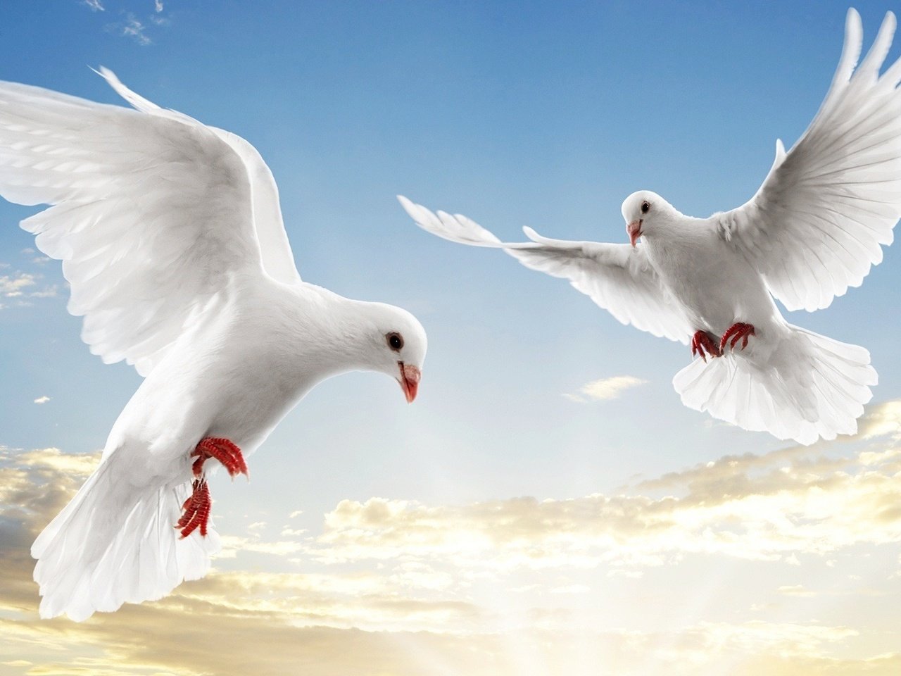 Обои небо, белый голубь, полет, крылья, птицы, белые, голубь, голуби, парят, the sky, flight, wings, birds, white, dove, pigeons, soar разрешение 1920x1080 Загрузить
