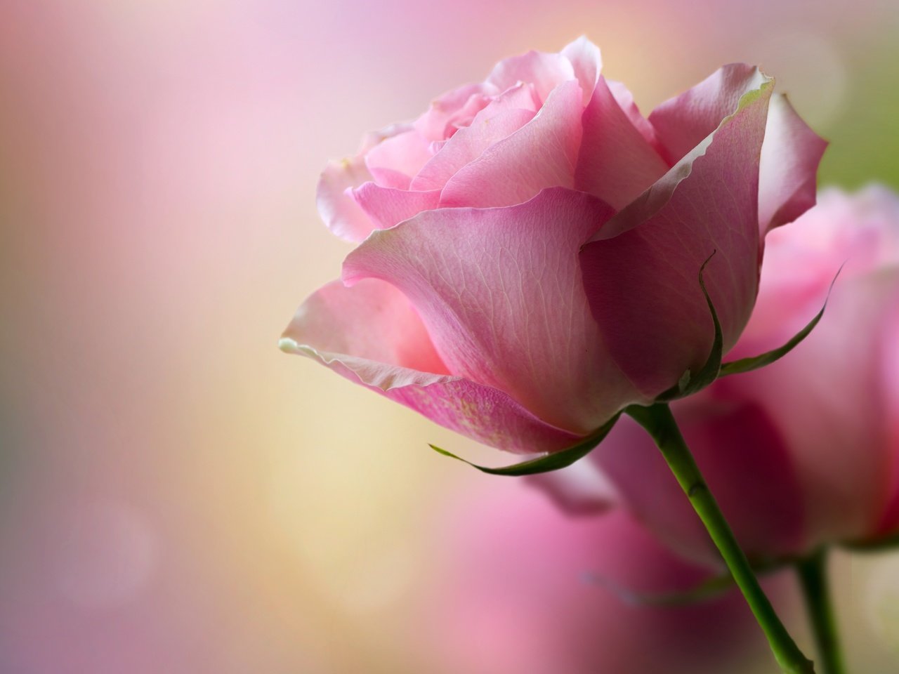 Обои цветы, розы, лепестки, розовые, боке, flowers, roses, petals, pink, bokeh разрешение 3714x2837 Загрузить