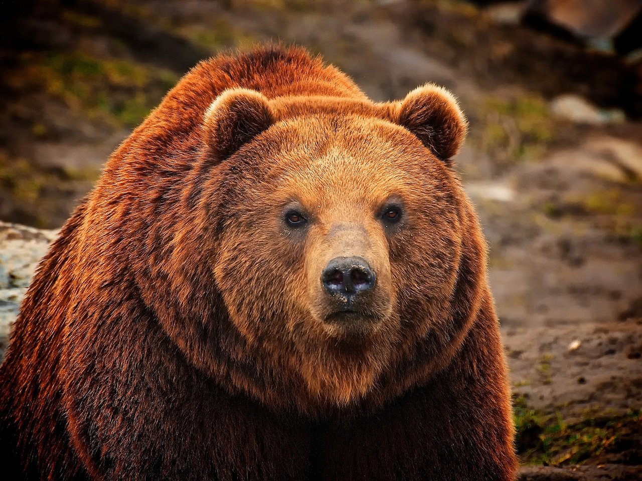 Обои морда, шерсть, взгляд, медведь, мех, бурый, face, wool, look, bear, fur, brown разрешение 2048x1371 Загрузить