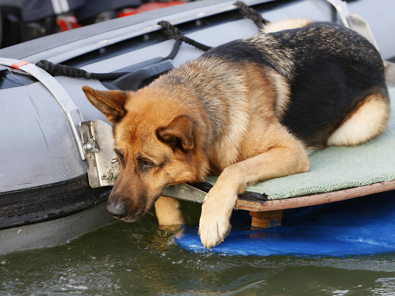 Обои собака, немецкая овчарка, рекс, "комиссар рекс", 17, dog, german shepherd, rex, "inspector rex" разрешение 3679x2378 Загрузить