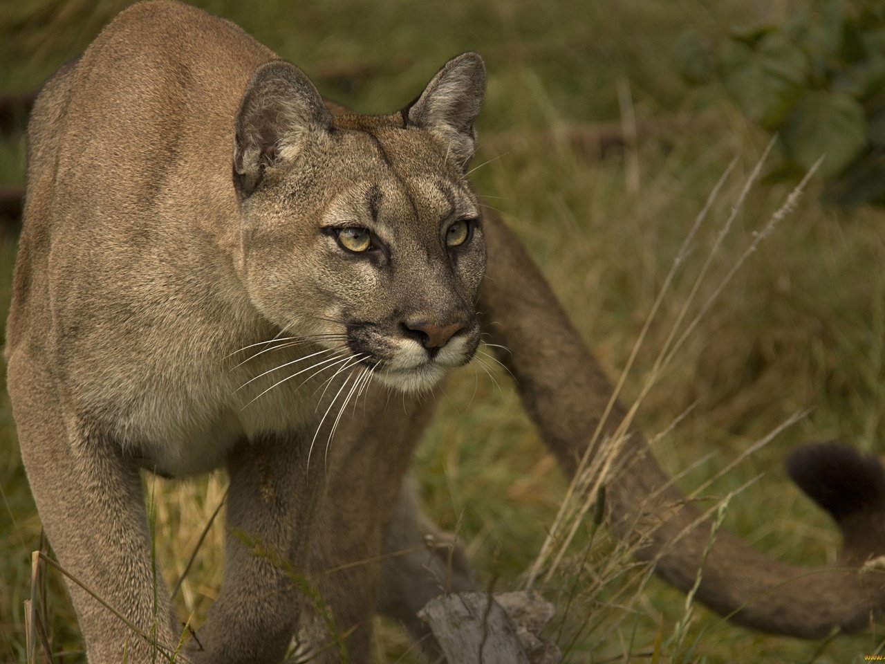 Обои взгляд, хищник, пума, дикая кошка, горный лев, кугуар, look, predator, puma, wild cat, mountain lion, cougar разрешение 2048x1375 Загрузить