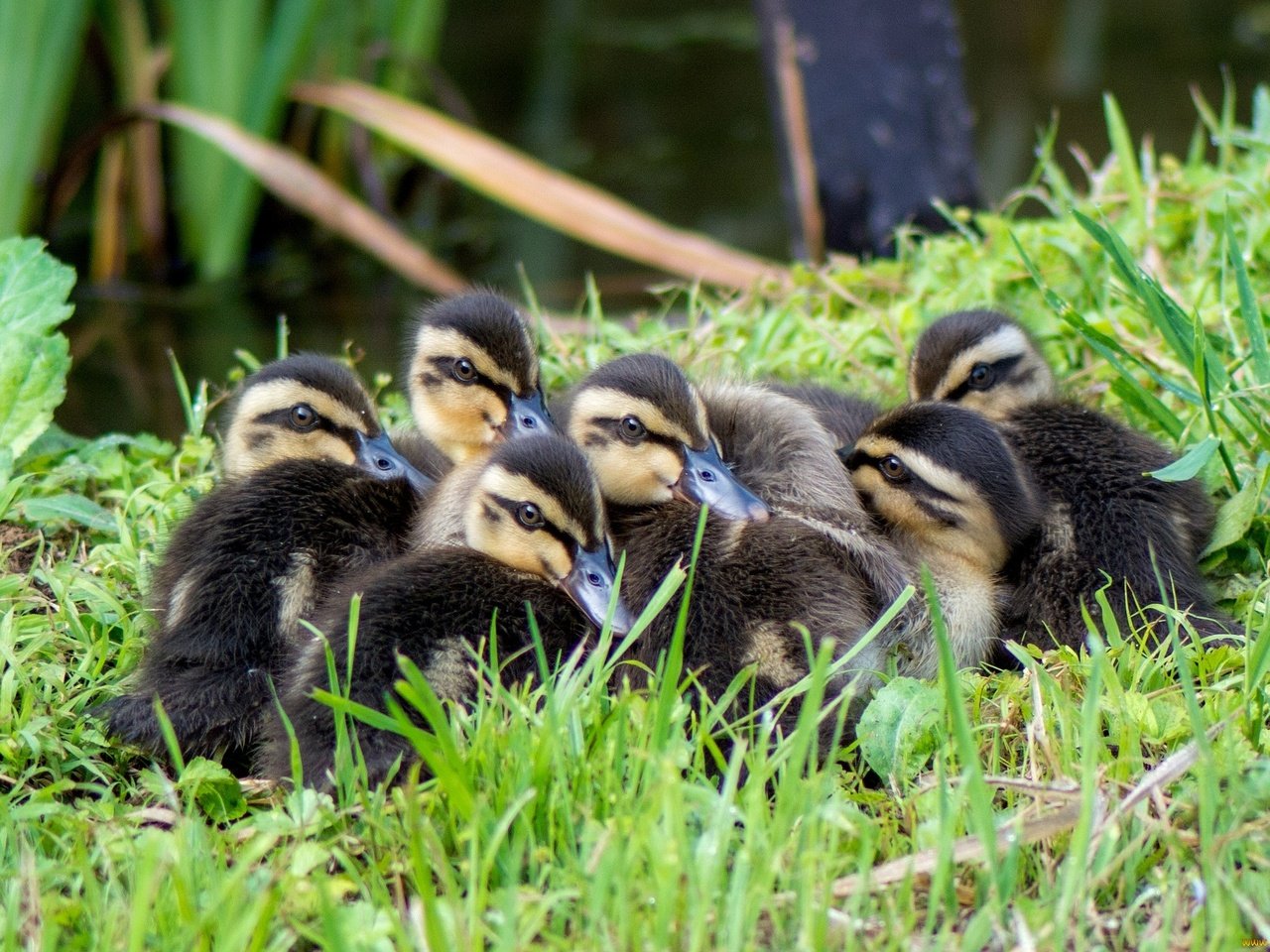 Обои трава, птицы, утята, утки, grass, birds, ducklings, duck разрешение 2048x1371 Загрузить