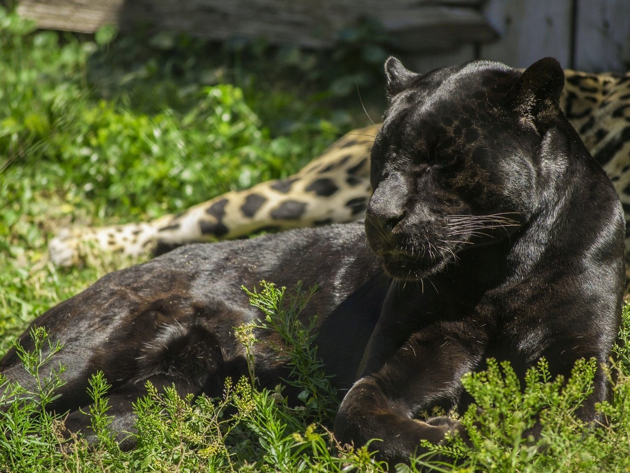 Обои лежит, хищник, пантера, дикая кошка, черный ягуар, lies, predator, panther, wild cat, black jaguar разрешение 2560x1713 Загрузить