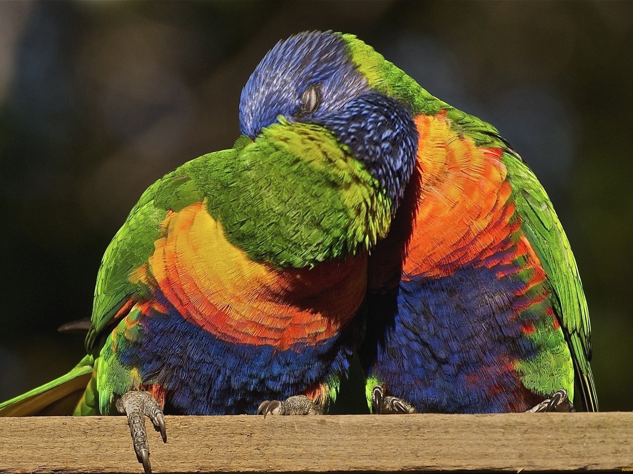 Обои птицы, поцелуй, многоцветный, попугаи, лорикет, радужный, birds, kiss, multicolor, parrots, rainbow lorikeet, rainbow разрешение 2048x1360 Загрузить