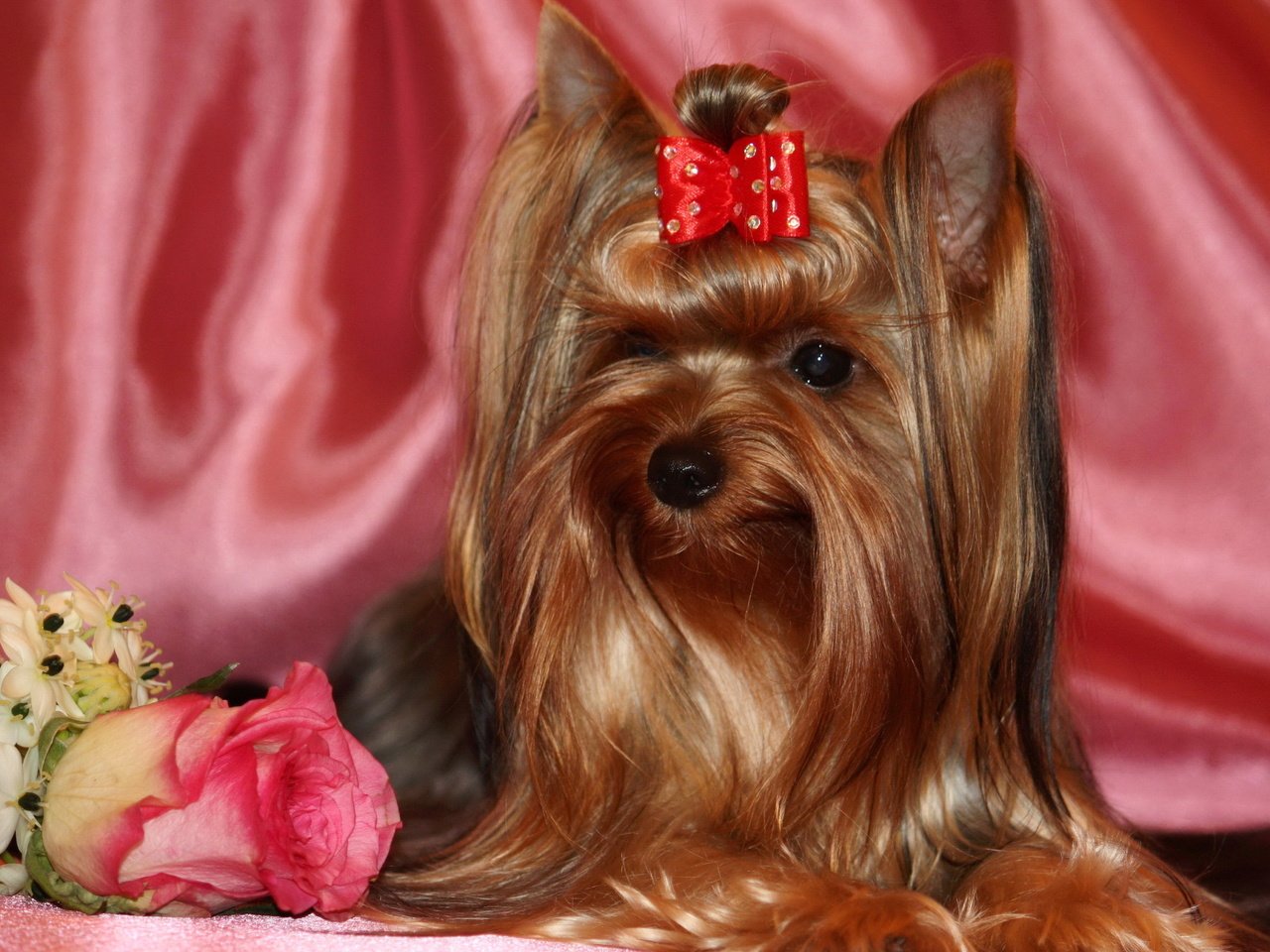 Обои животные, роза, собака, йоркширский терьер, animals, rose, dog, yorkshire terrier разрешение 2560x1600 Загрузить