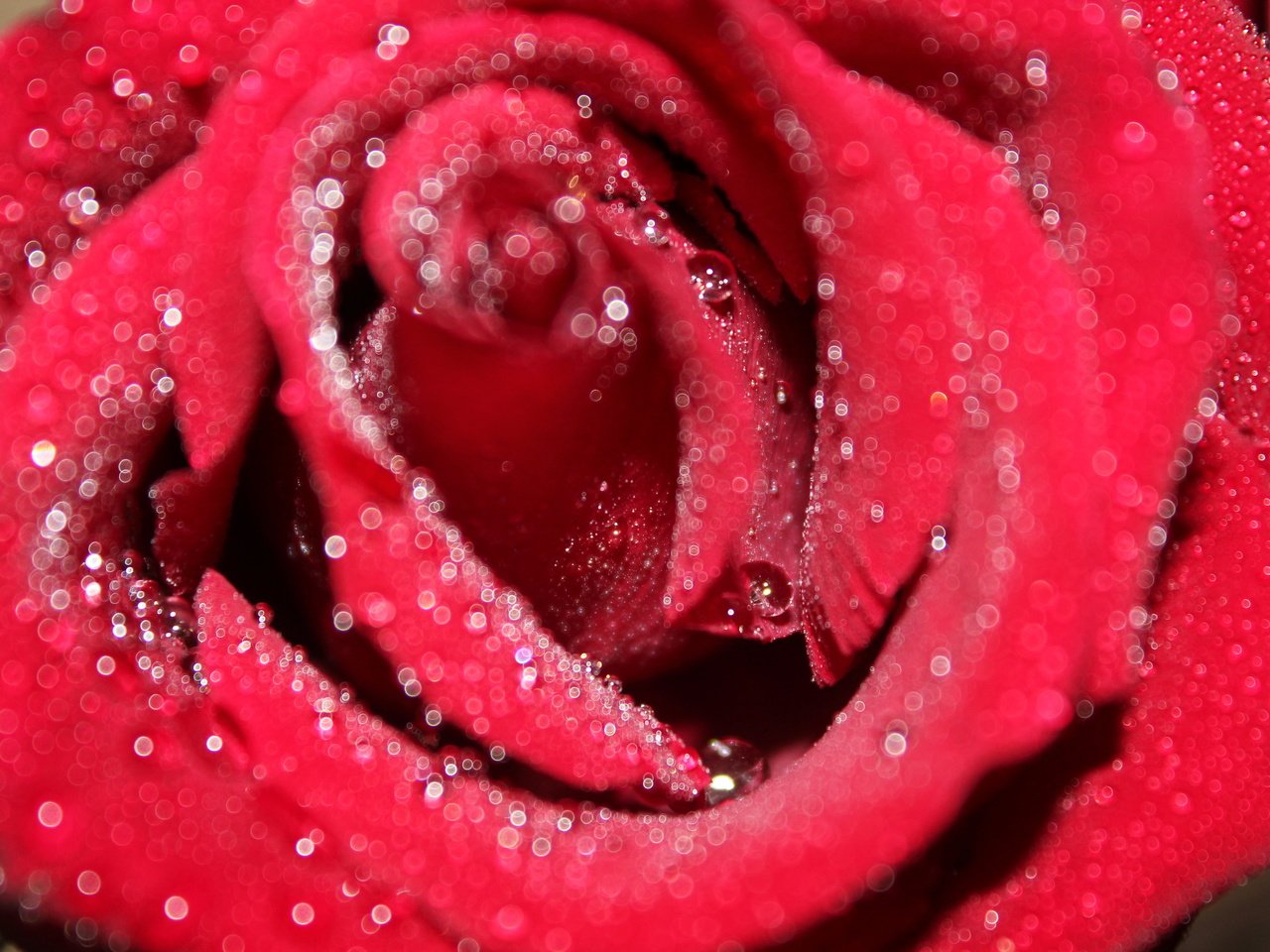 Обои макро, цветок, роса, капли, роза, красная, macro, flower, rosa, drops, rose, red разрешение 5184x3456 Загрузить