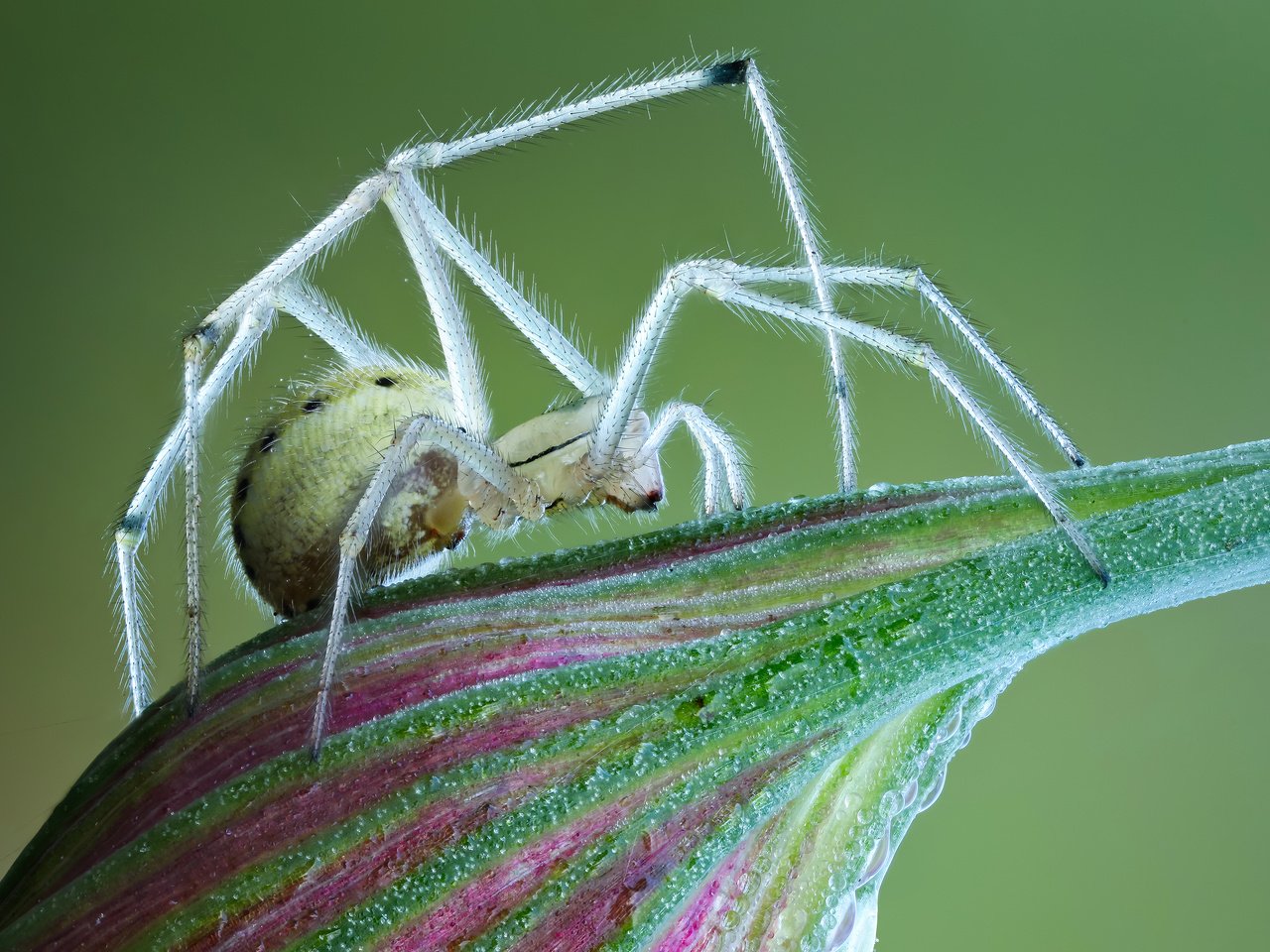 Обои макро, цветок, насекомые, паук, macro, flower, insects, spider разрешение 3600x2425 Загрузить