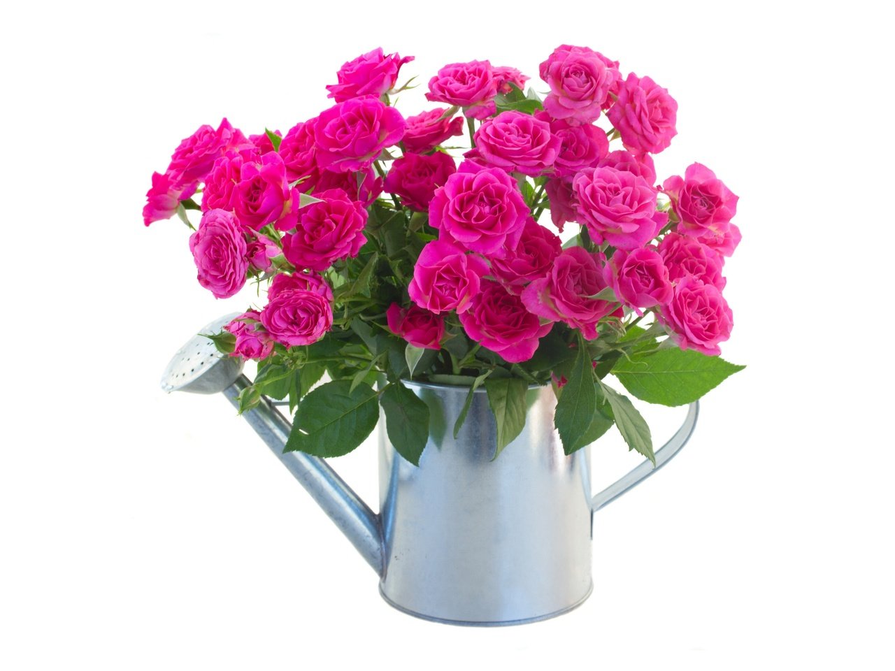 Обои цветы, розы, розовые, лейка, flowers, roses, pink, lake разрешение 6000x4109 Загрузить