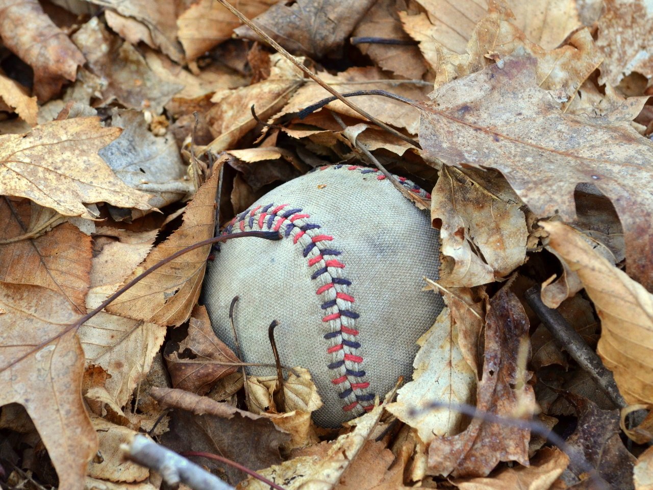 Обои листья, макро, осень, мяч, осенние, мяч.листья, leaves, macro, autumn, the ball, the ball.leaves разрешение 2560x1600 Загрузить