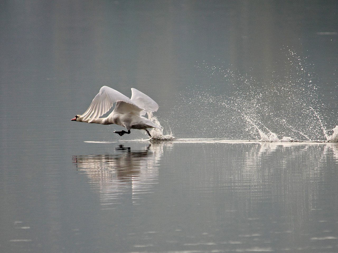 Обои вода, брызги, птицы, лебедь, water, squirt, birds, swan разрешение 2000x1345 Загрузить