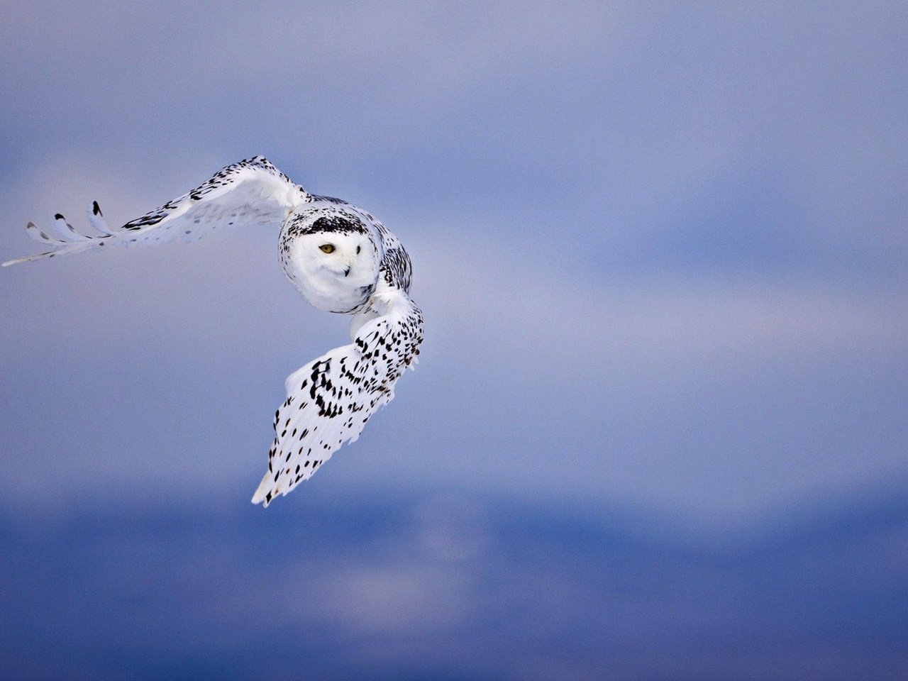 Обои сова, полет, птицы, белая, полярная, owl, flight, birds, white, polar разрешение 2880x1800 Загрузить