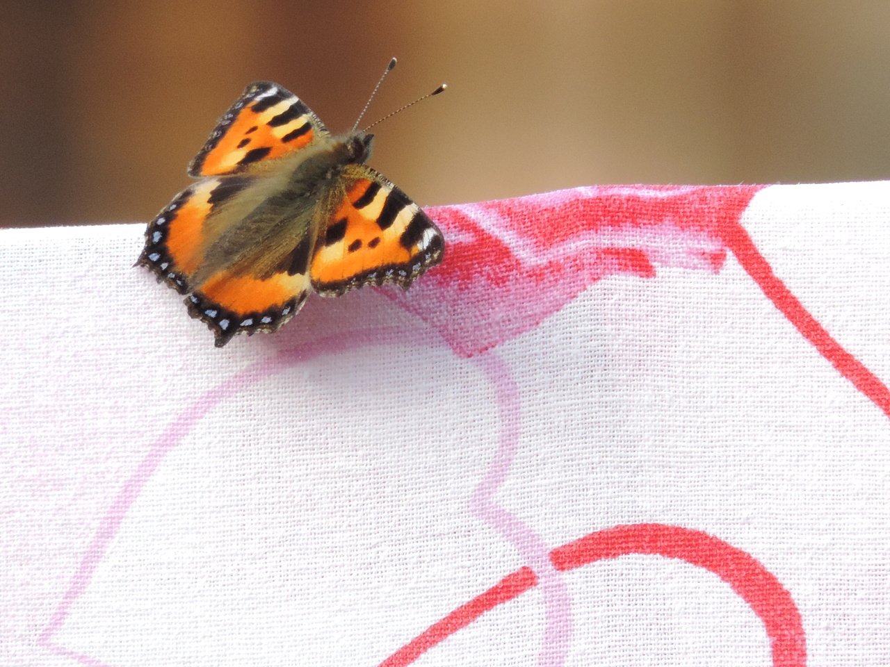 Обои рисунок, макро, насекомое, бабочка, крылья, ткань, figure, macro, insect, butterfly, wings, fabric разрешение 4896x3672 Загрузить