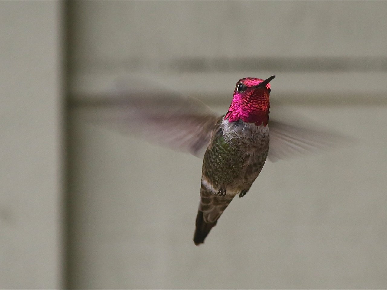 Обои полет, крылья, птица, колибри, flight, wings, bird, hummingbird разрешение 1988x1478 Загрузить