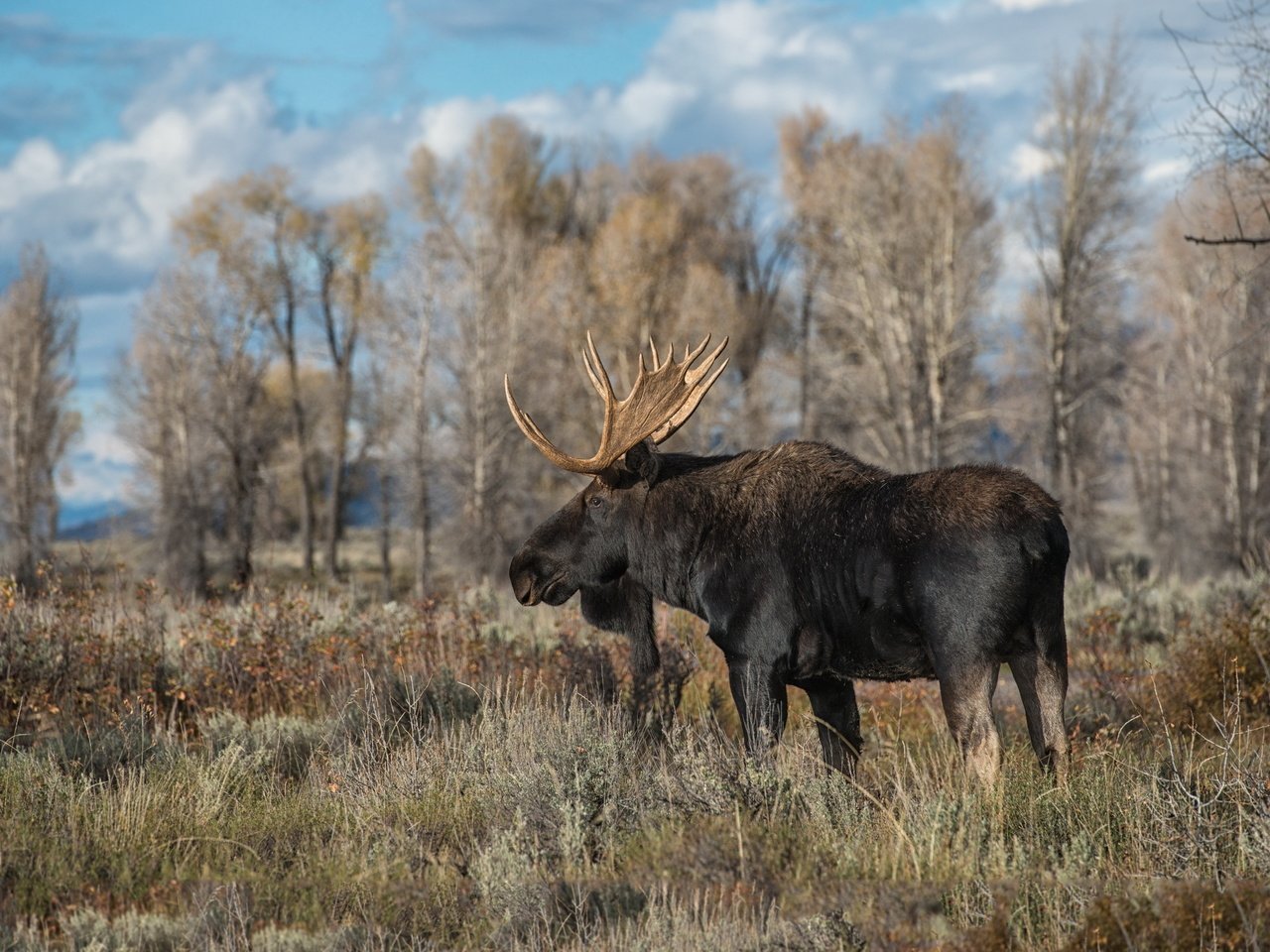 Обои природа, осень, лось, nature, autumn, moose разрешение 2560x1595 Загрузить