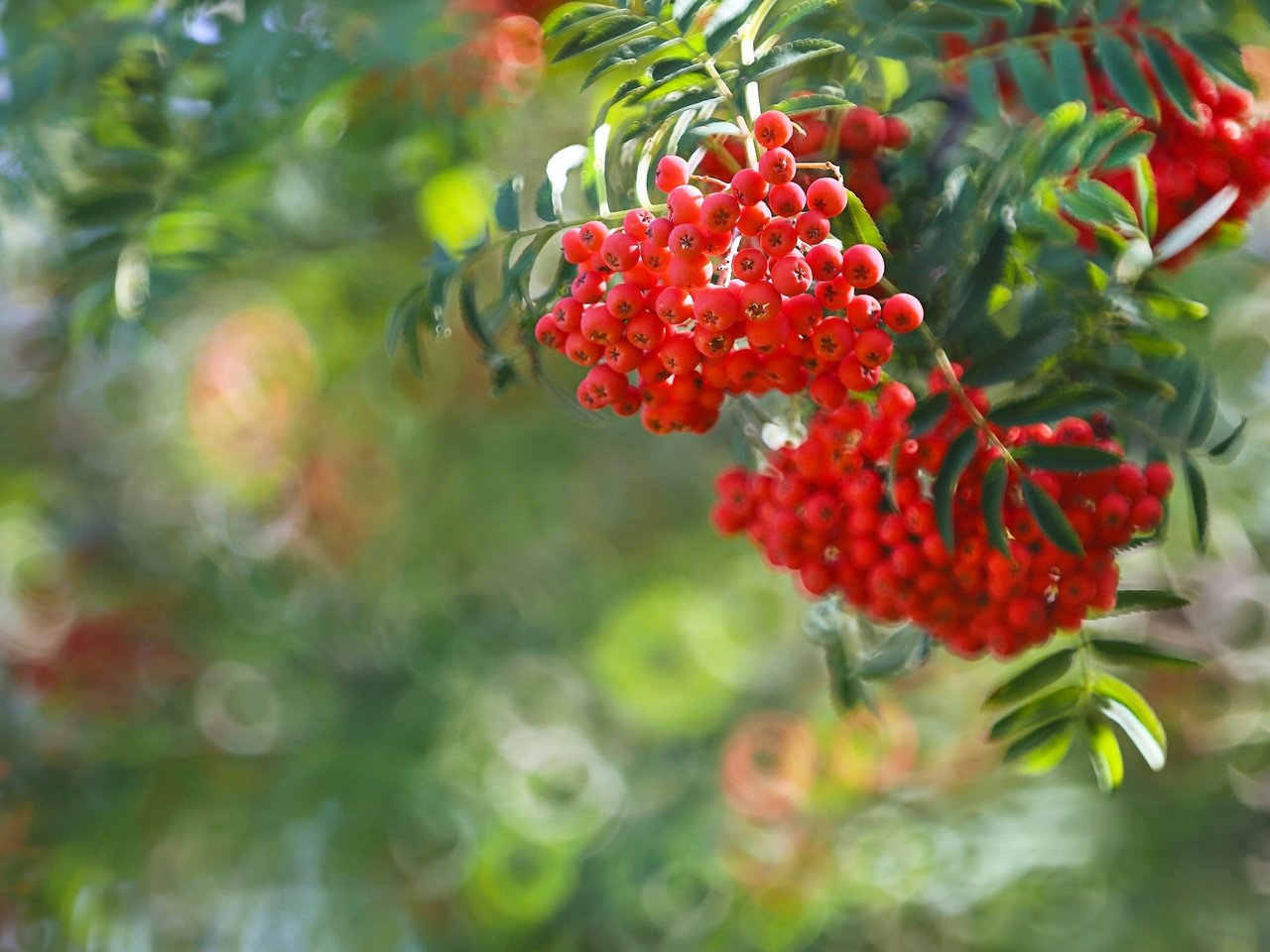 Обои ветка, ягоды, рябина, боке, гроздья рябины, branch, berries, rowan, bokeh, bunches of rowan разрешение 2048x1366 Загрузить