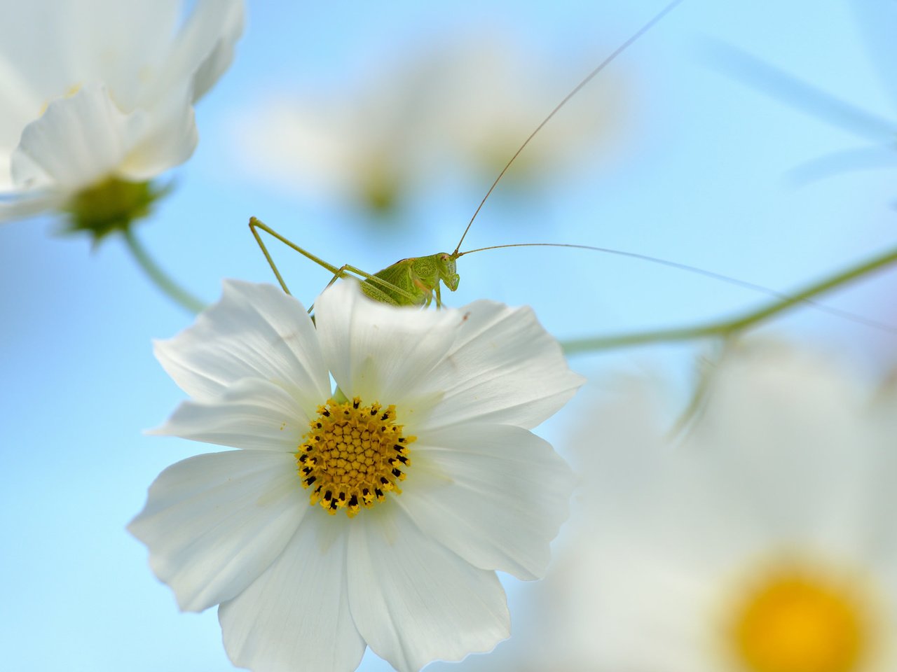 Обои природа, насекомое, цветок, кузнечик, nature, insect, flower, grasshopper разрешение 2048x1365 Загрузить
