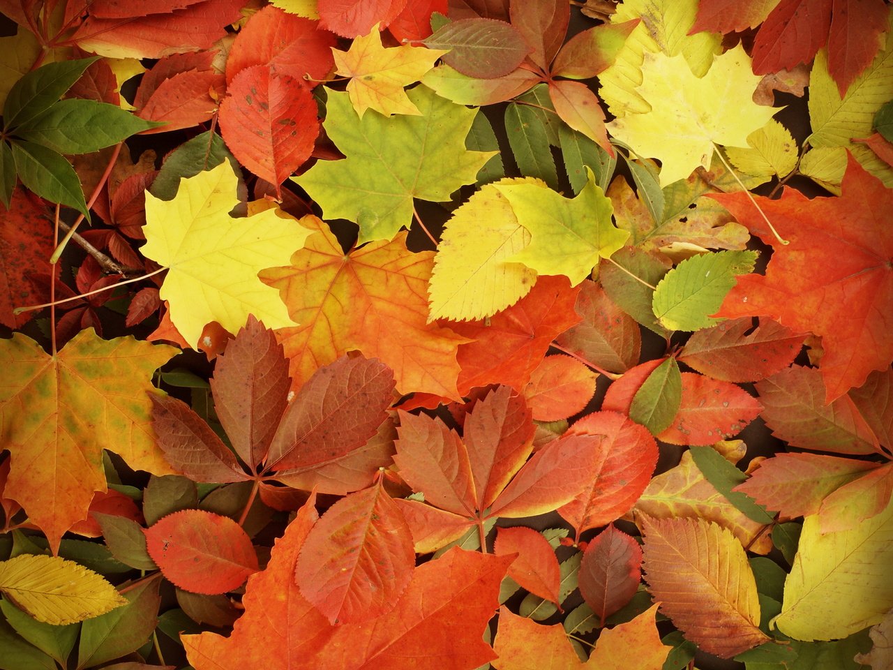 Обои листья, осень, опадают, осен,  листья, leaves, autumn, fall разрешение 4400x4000 Загрузить