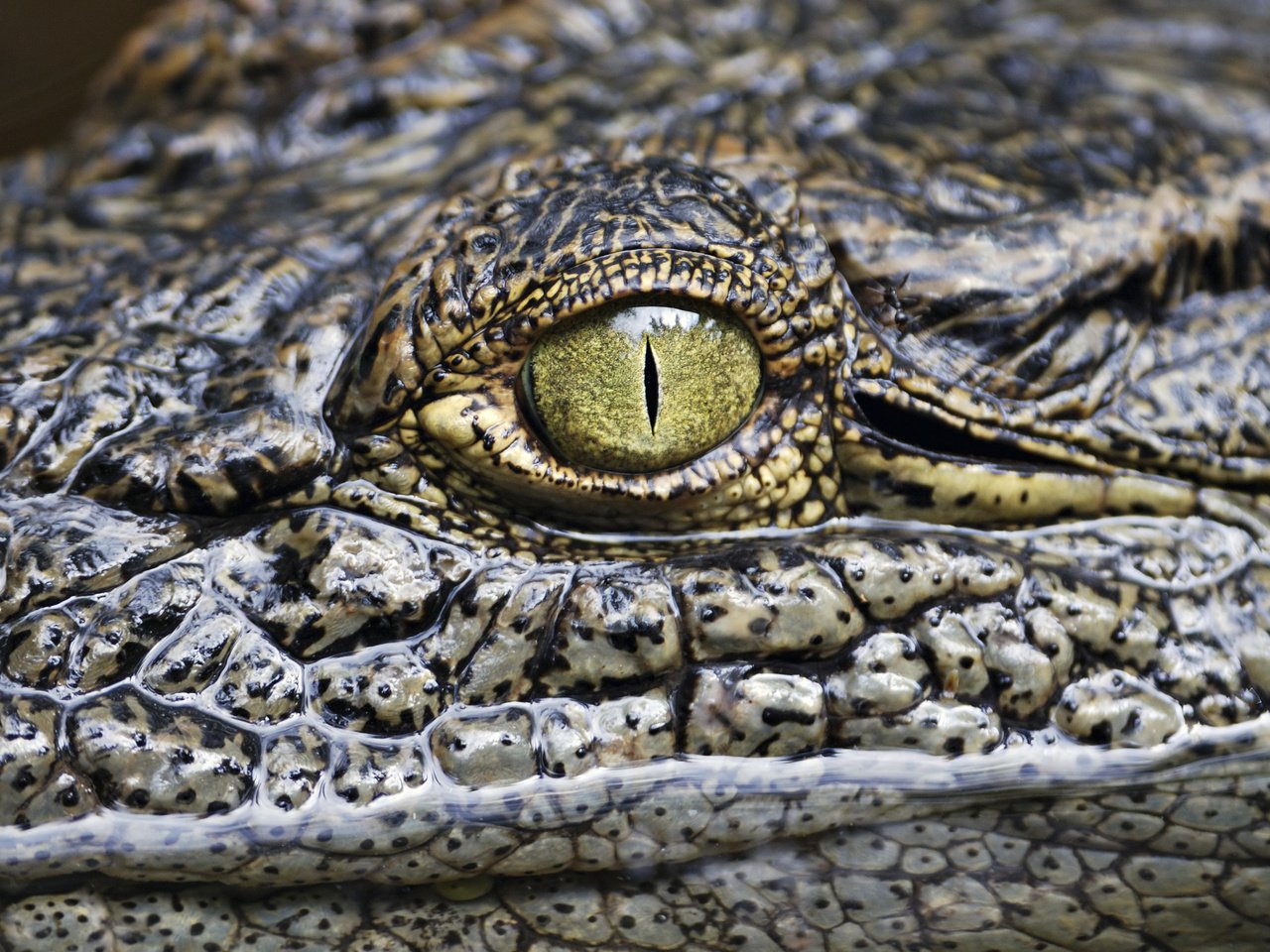 Обои глаз, крокодил, рептилия, аллигатор, eyes, crocodile, reptile, alligator разрешение 3548x2224 Загрузить