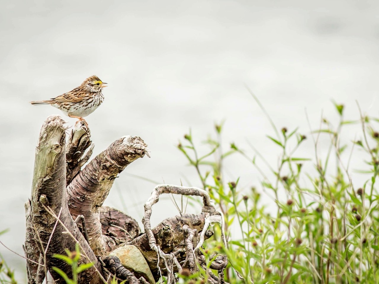 Обои природа, птица, дождь, пение, овсянка, rainy, птаха, вокалист, nature, bird, rain, singing, oatmeal, singer разрешение 3476x2062 Загрузить