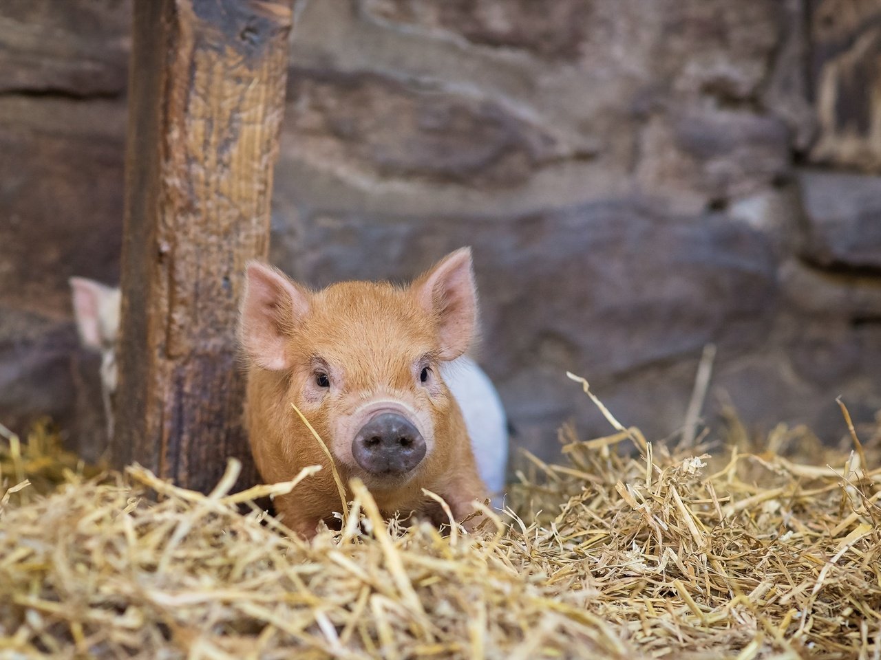 Обои фон, сарай, свинья, поросенок, хрюшка, винья, background, the barn, pig, vina разрешение 2000x1335 Загрузить