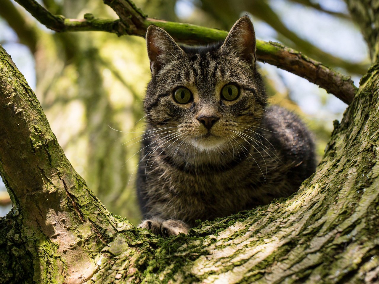 Обои дерево, кот, кошка, взгляд, на дереве, tree, cat, look, on the tree разрешение 2048x1332 Загрузить