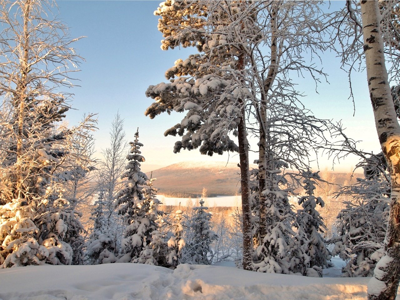 Обои деревья, снег, зима, ель, береза, trees, snow, winter, spruce, birch разрешение 2400x1570 Загрузить