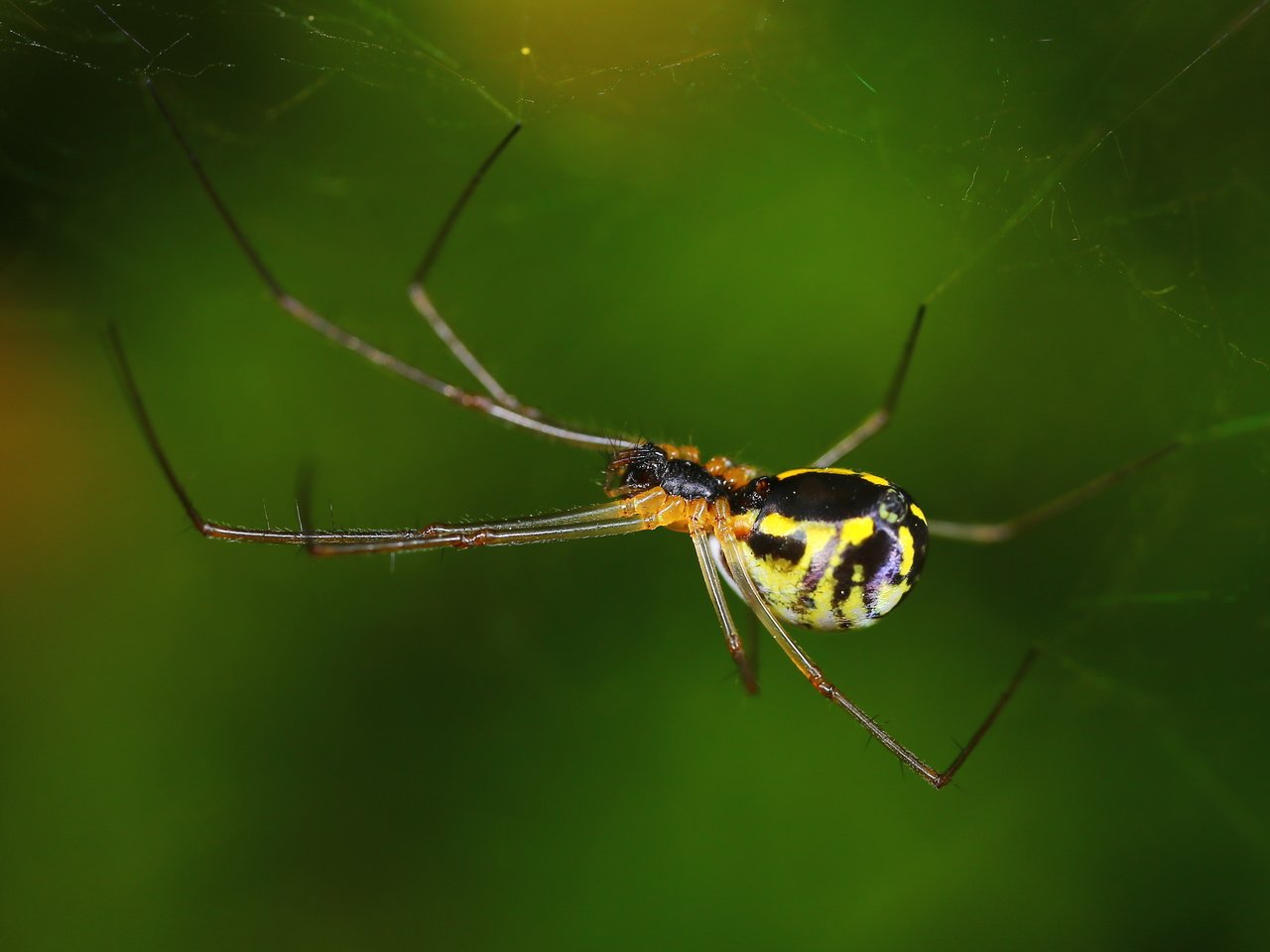 Обои макро, насекомое, паук, паутина, андрей шаповалов, macro, insect, spider, web, andrey shapovalov разрешение 4307x2690 Загрузить