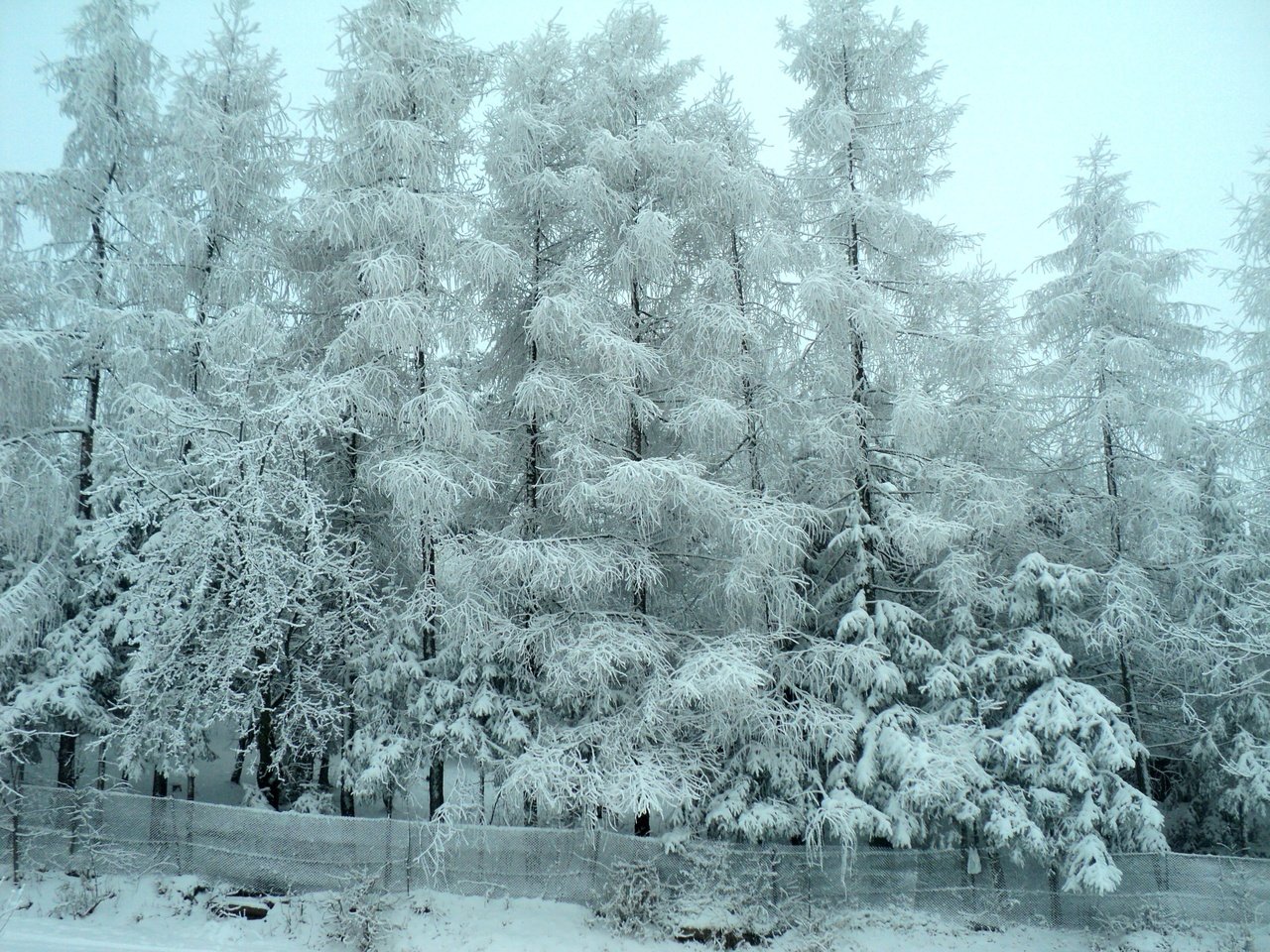 Обои деревья, снег, лес, зима, мороз, деревь, изморозь, trees, snow, forest, winter, frost разрешение 4000x3000 Загрузить