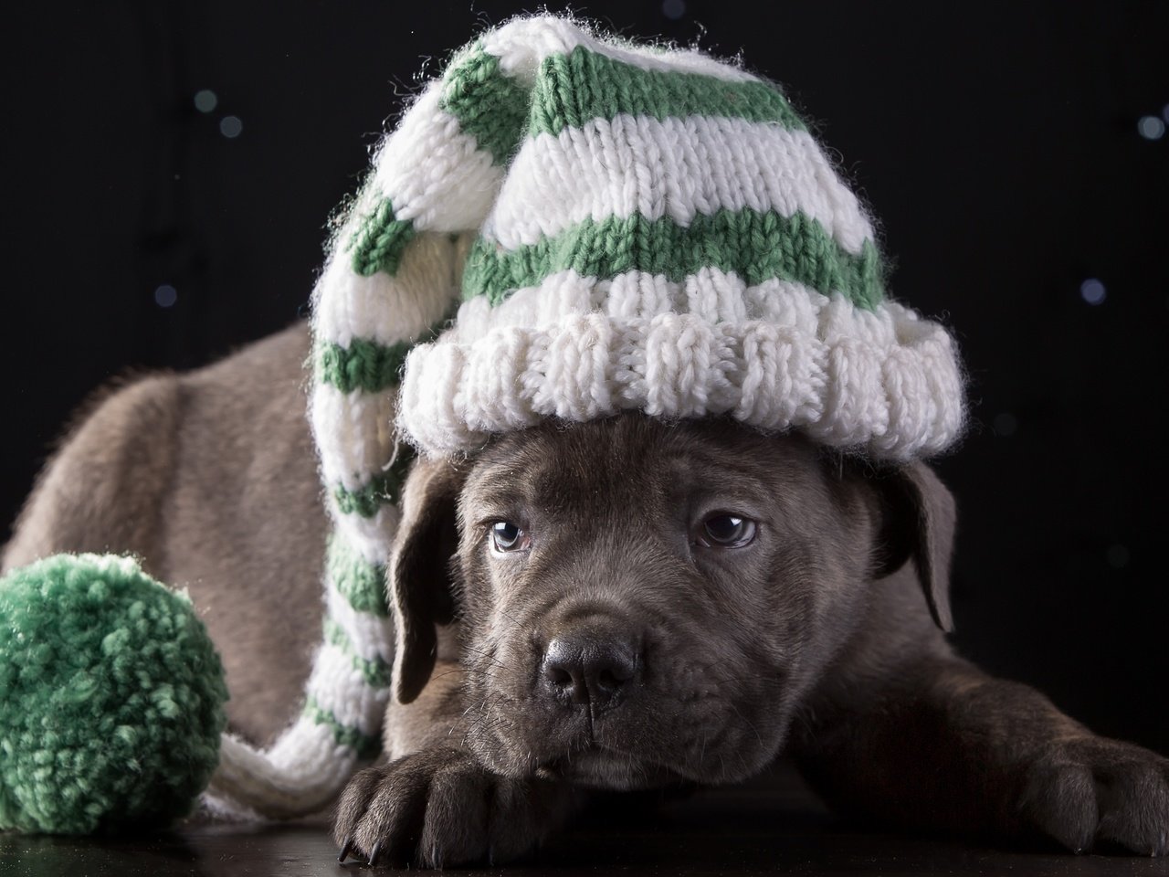 Обои щенок, шапка, порода, кане-корсо, милый, puppy, hat, breed, cane corso, cute разрешение 3500x2360 Загрузить