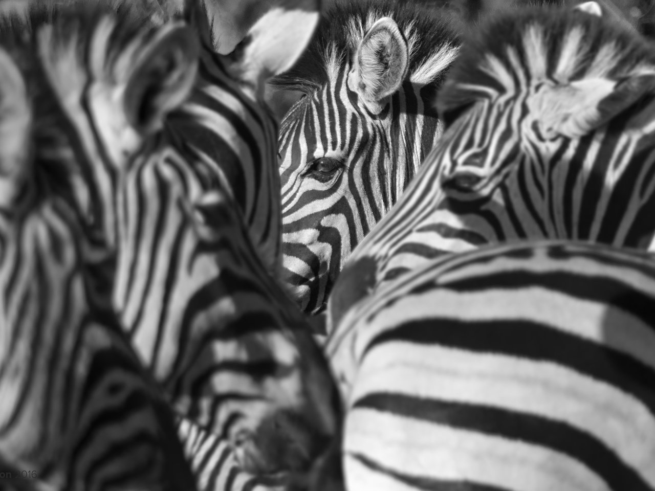 Обои природа, зебра, фон, зебры, nature, zebra, background разрешение 3000x1875 Загрузить