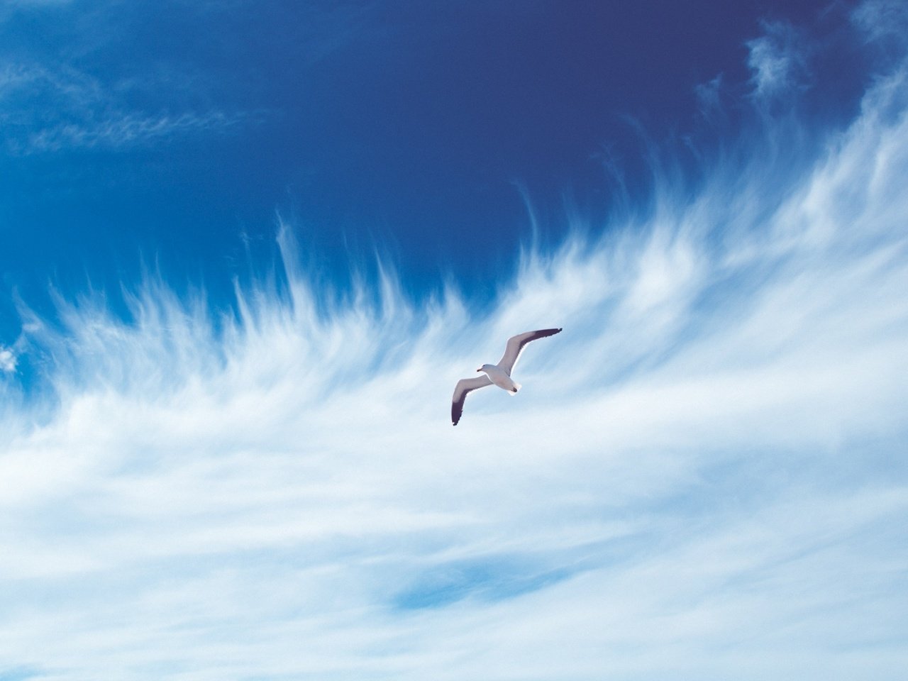 Обои небо, облака, полет, чайка, птица, the sky, clouds, flight, seagull, bird разрешение 2880x1800 Загрузить