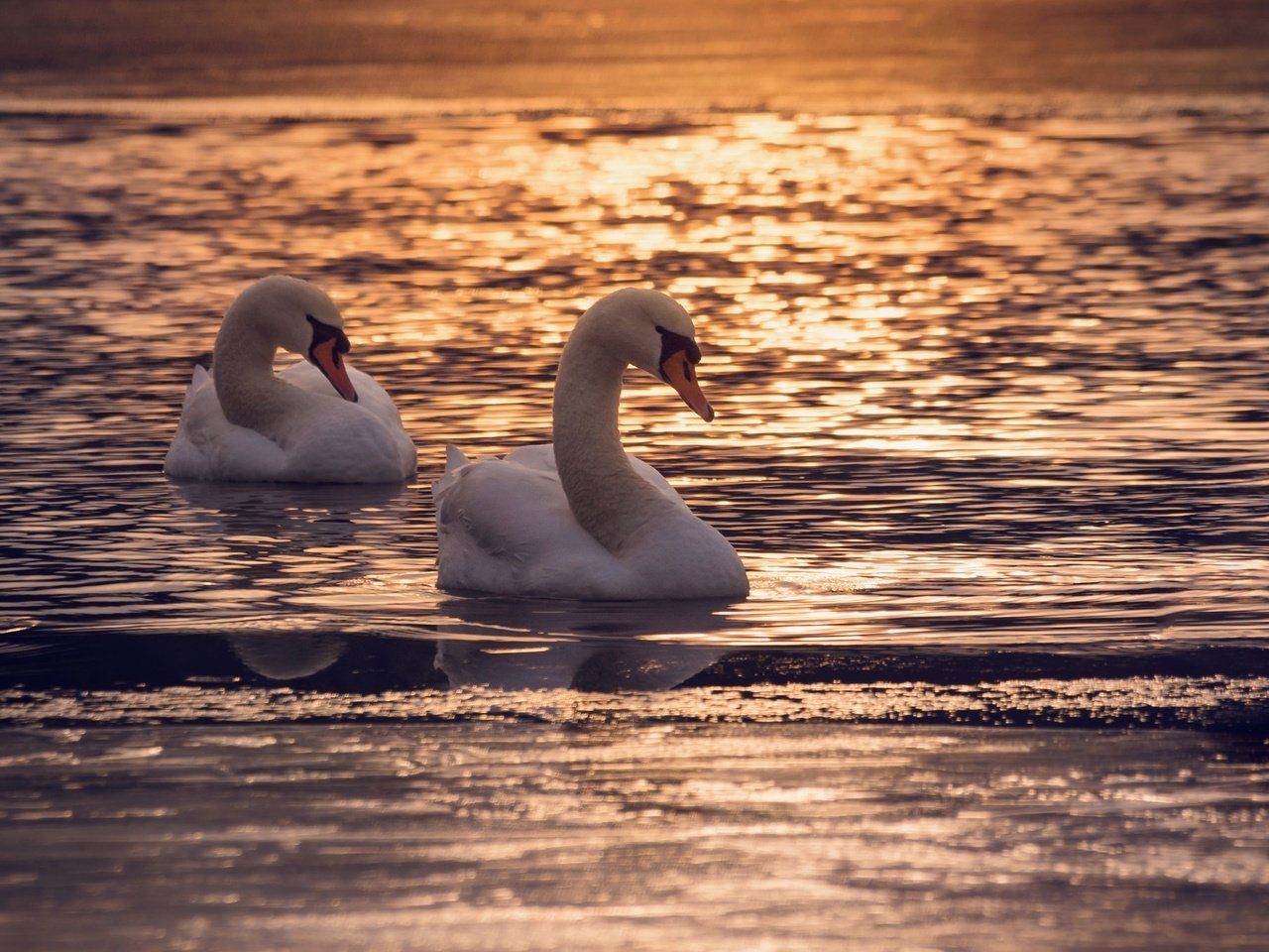 Обои озеро, couple, полумрак, закат, отражение, птицы, пара, сумерки, лебеди, dusk, лейка, lake, sunset, reflection, birds, pair, twilight, swans разрешение 2048x1356 Загрузить