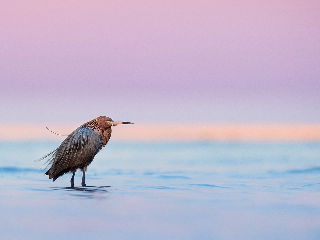 Обои озеро, закат, птица, сумерки, дикая природа, цапля, dusk, лейка, полумрак, egret, lake, sunset, bird, twilight, wildlife, heron разрешение 2091x1080 Загрузить