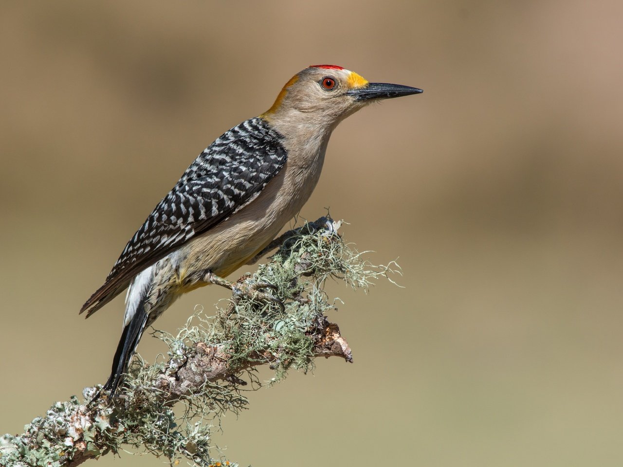 Обои птицы, дятел, золотолобый меланерпес, birds, woodpecker, zolotoy melanerpes разрешение 4494x3173 Загрузить