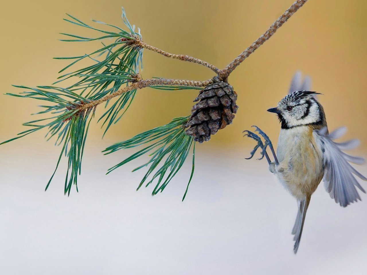 Обои ветка, птица, шишка, франция, сосна, синица, хохлатая, branch, bird, bump, france, pine, tit, crested разрешение 1920x1200 Загрузить