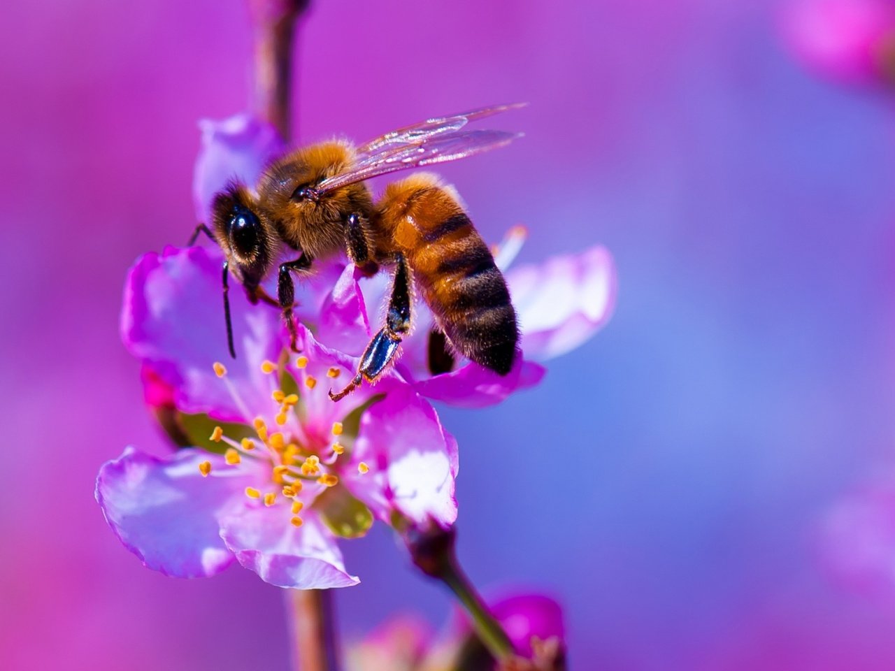 Обои природа, насекомое, цветок, растение, пчела, nature, insect, flower, plant, bee разрешение 2000x1080 Загрузить