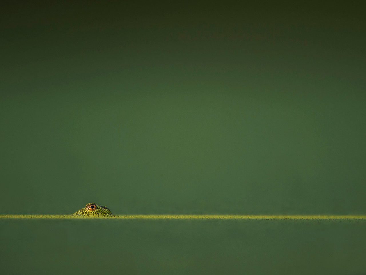 Обои вода, фон, лягушка, ray hennessy, water, background, frog разрешение 3132x2085 Загрузить